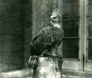 Koronás sas a londoni állatkertben, 1922 júniusában